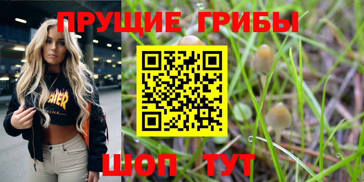 Псилоцибиновые грибы Psilocybine cubensis Десногорск